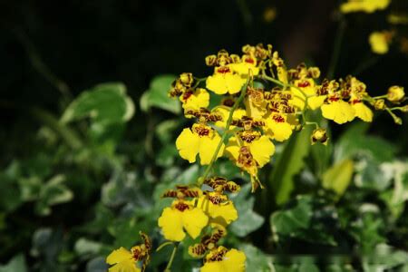 文心蘭的花語|文心蘭花語：隱藏的愛，快樂無憂，寓意忘卻煩